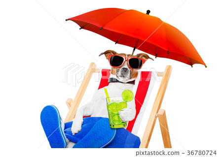 dog beach cocktail dog beach cocktail 36780724