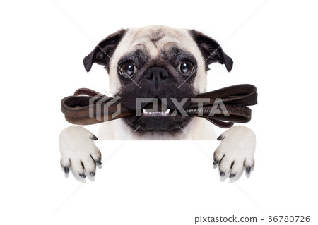 leash dog ready for a walk leash dog ready for a walk 36780726