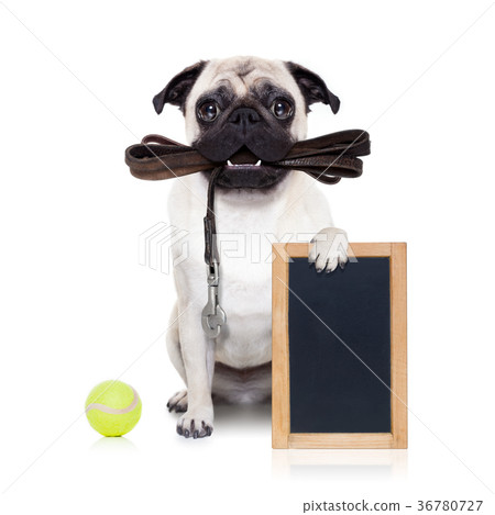 leash dog ready for a walk leash dog ready for a walk 36780727