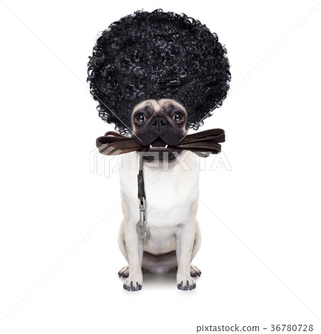 leash dog ready for a walk leash dog ready for a walk 36780728
