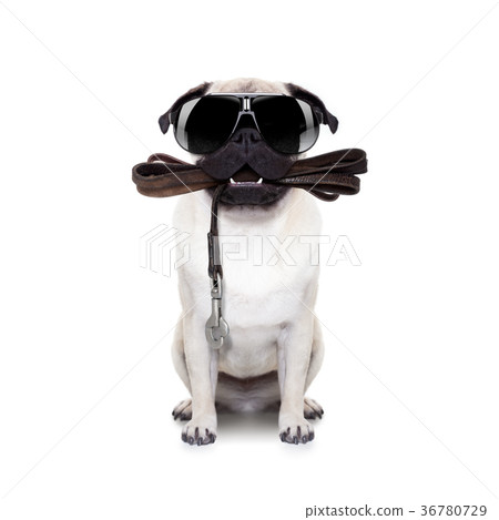 leash dog ready for a walk 36780729