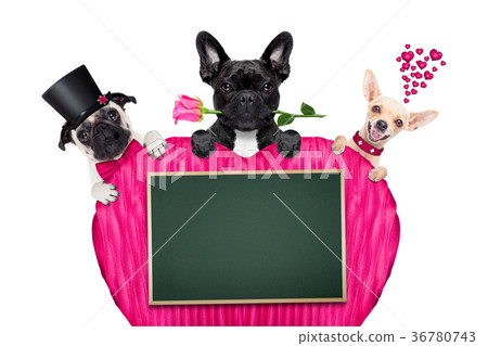 valentines day row of dog 36780743