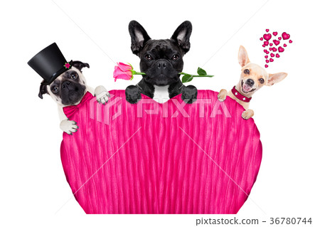 valentines day row of dog 36780744