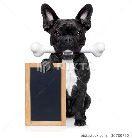 dog with bone dog with bone 36780750