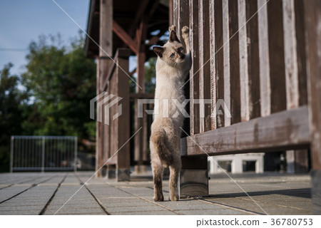 Siamese cat nailing Siamese cat nailing 36780753
