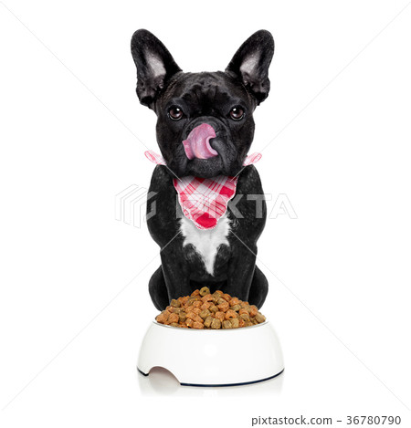 hungry dog  and bowl 36780790