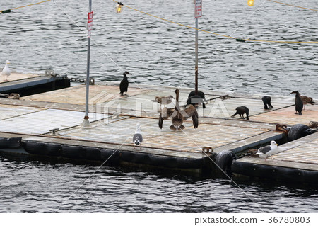 Bonito (US San Diego Bay) Bonito (US San Diego Bay) 36780803