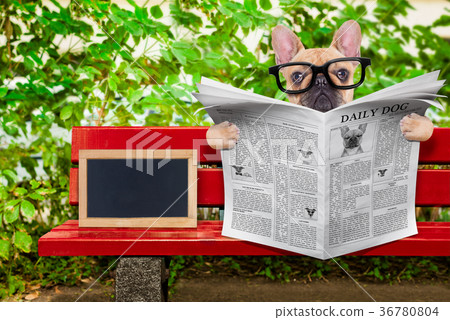 dog reading newspaper 36780804