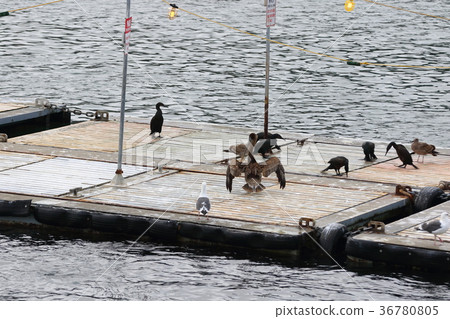 Bonito (US San Diego Bay) 36780805