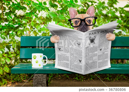 dog reading newspaper 36780806