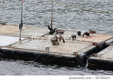 Bonito (US San Diego Bay) Bonito (US San Diego Bay) 36780807
