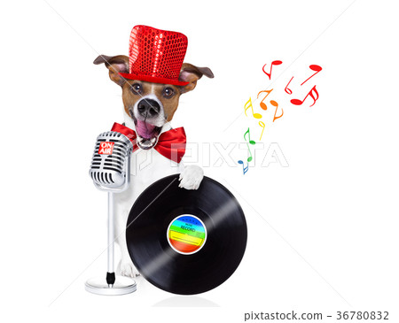 dog singing with microphone 36780832