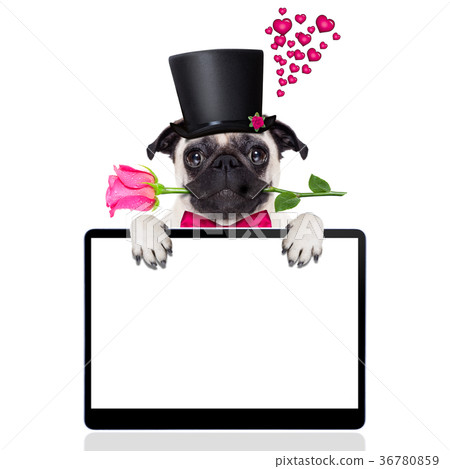 valentines love sick dog valentines love sick dog 36780859