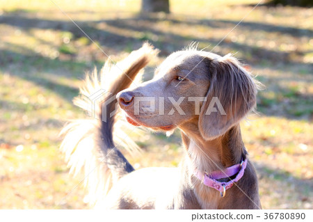 Weimaraner♪ 36780890