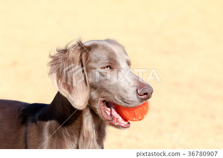 I love the ball ♪ I love the ball ♪ 36780907