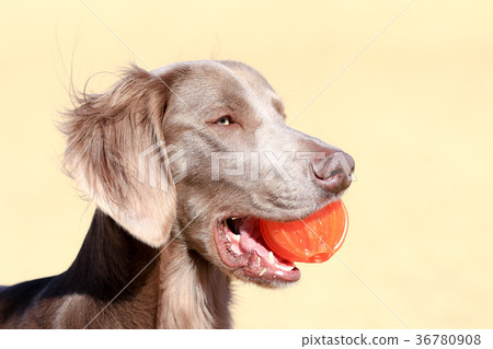 I love the ball ♪ I love the ball ♪ 36780908