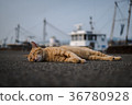 Sleeping cat 36780928