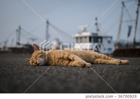 Sleeping cat Sleeping cat 36780928