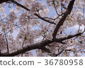 Cherry Blossoms	 36780958