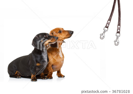 couple of dogs and owner with leash couple of dogs and owner with leash 36781028