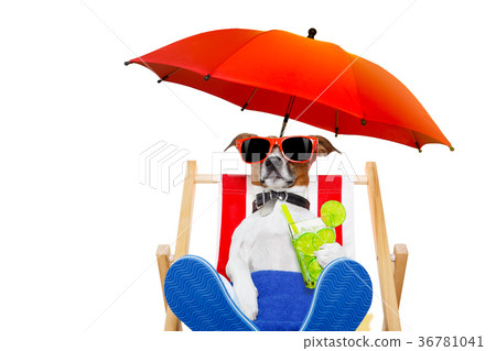 dog beach  cocktail 36781041