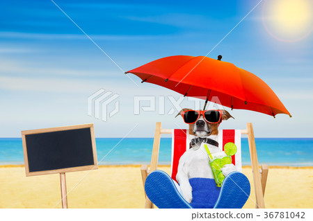 dog beach cocktail dog beach cocktail 36781042