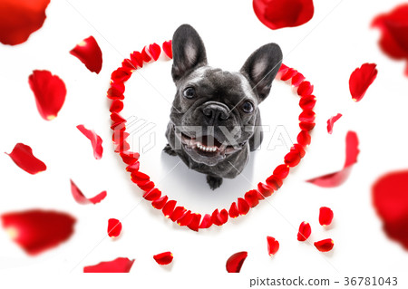 happy valentines dog happy valentines dog 36781043
