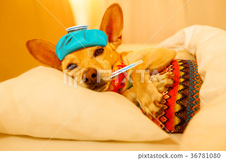 Sick ill sleeping dog 36781080