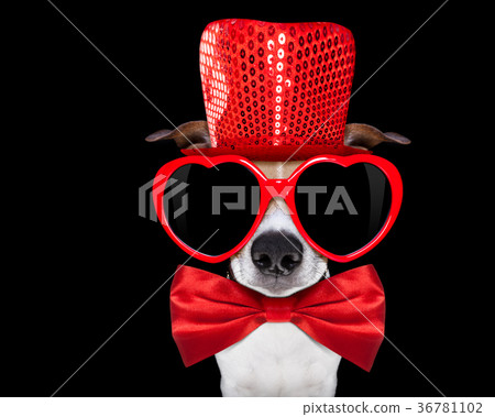 valentines dog in love 36781102