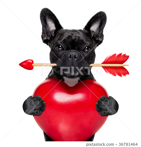 valentines arrow dog 36781464