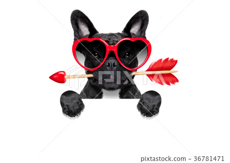 valentines dog in love 36781471