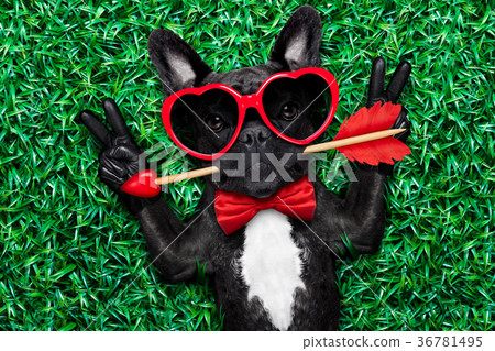 valentines dog in love 36781495