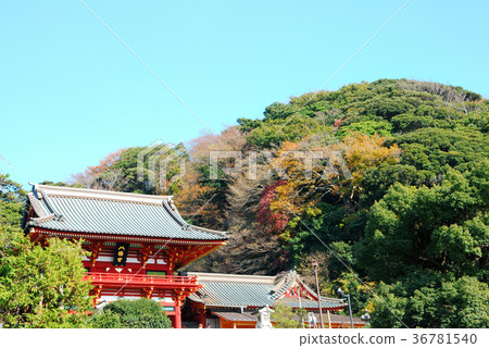 Tsurugaoka Hachimangu Shrine Scenery of Kamakura City, Kanagawa Prefecture Tsurugaoka Hachimangu Shrine Scenery of Kamakura City, Kanagawa Prefecture 36781540
