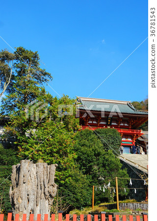 Tsurugaoka Hachimangu Shrine Scenery of Kamakura City, Kanagawa Prefecture Tsurugaoka Hachimangu Shrine Scenery of Kamakura City, Kanagawa Prefecture 36781543