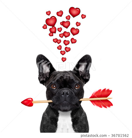 valentines dog in love 36781562