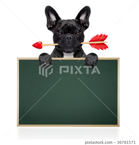 valentines dog in love 36781571