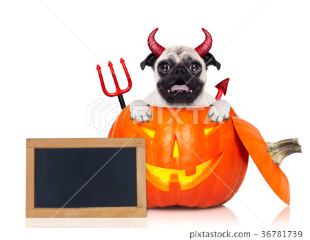 halloween pumpkin witch dog halloween pumpkin witch dog 36781739