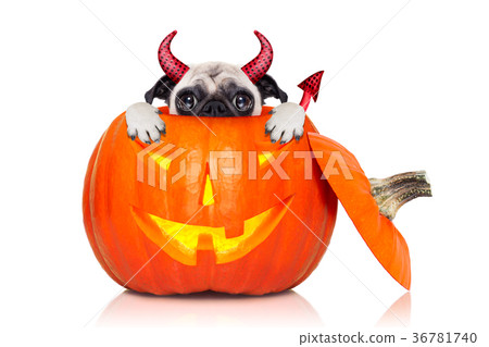 halloween pumpkin witch dog halloween pumpkin witch dog 36781740