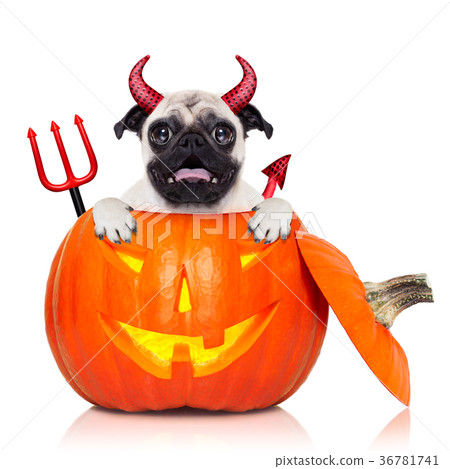 halloween pumpkin witch dog halloween pumpkin witch dog 36781741