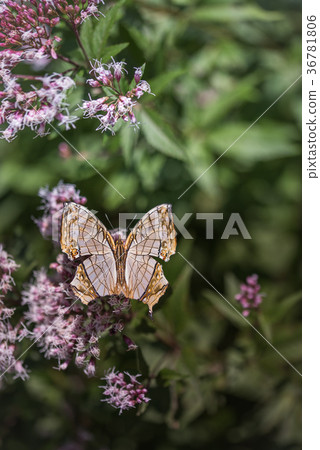 A butterfly that flies to Fuji Baka Ma A butterfly that flies to Fuji Baka Ma 36781806
