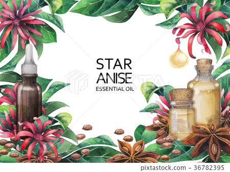 Watercolor star anise design 36782395