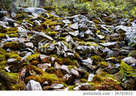 green moss on the rock, ideal for background and 36783023