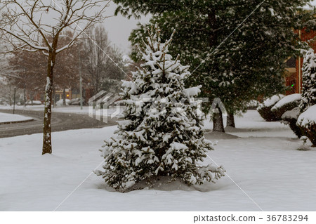 Snow covered trees and falling snow 36783294