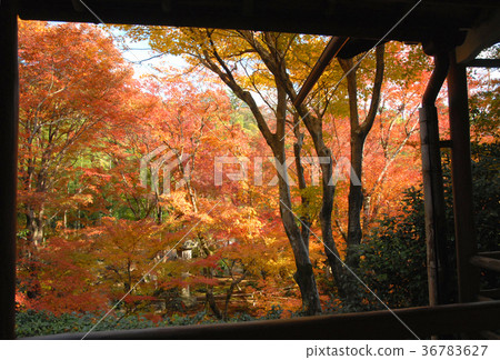 Autumn leaves in Kyoto Autumn leaves in Kyoto 36783627
