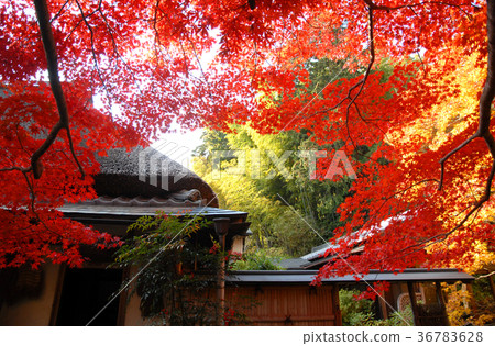 Autumn leaves in Kyoto Autumn leaves in Kyoto 36783628