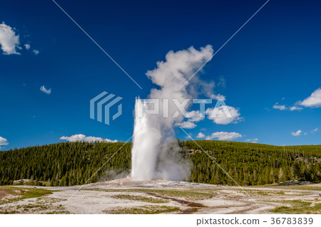 Old Faithful geyser in Yellowstone National Park 36783839