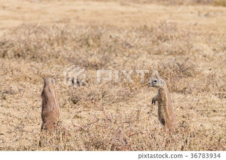 Cape ground squirrel standing, South Africa 36783934