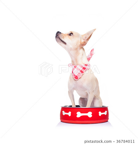 hungry dog inside food bowl 36784011