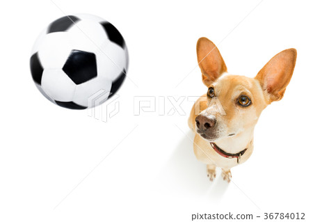 soccer player dog 36784012