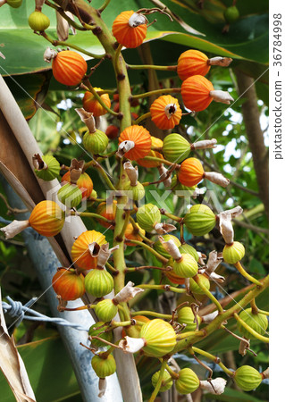 Colorful moon peach fruit 36784998